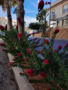 Jacquelien 10 Bloemen